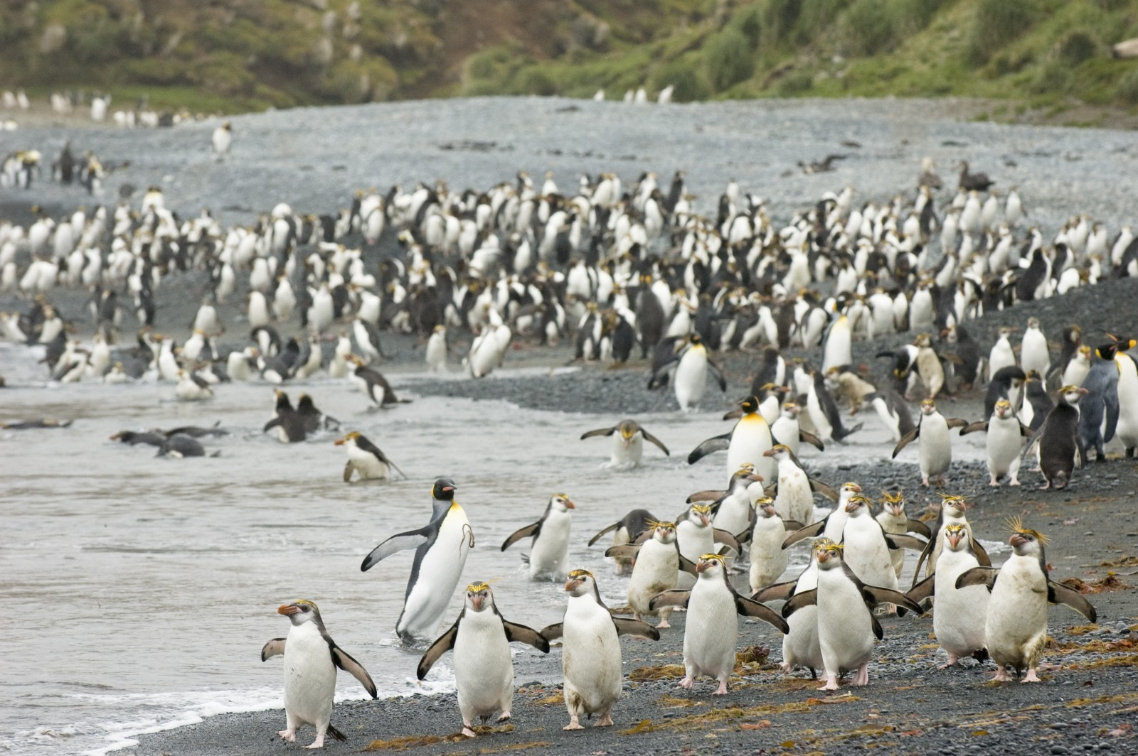 Macquarie Island