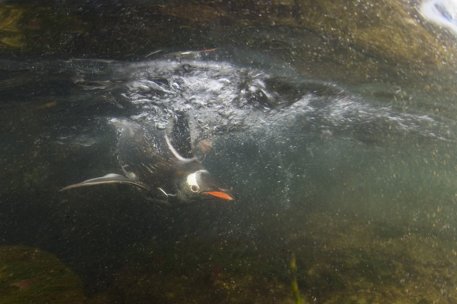 Gentoo penguin Diving Antarctica © Peter de Maagt-Oceanwide Expeditions_DSC1260ed.jpg