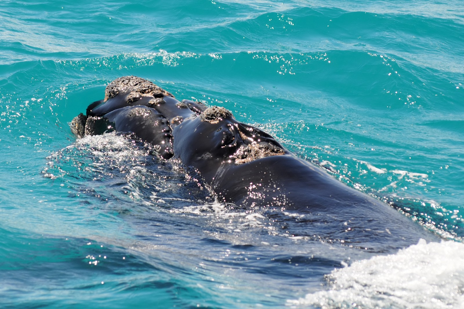 Ballena franca austral