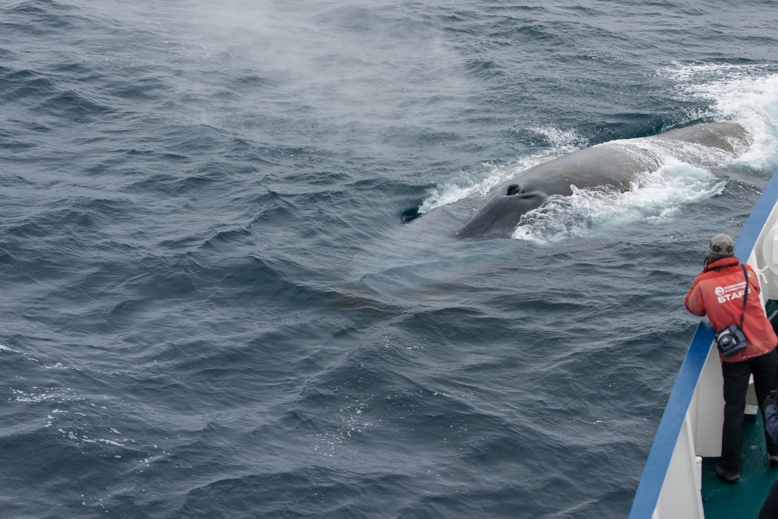 Ballena Azul