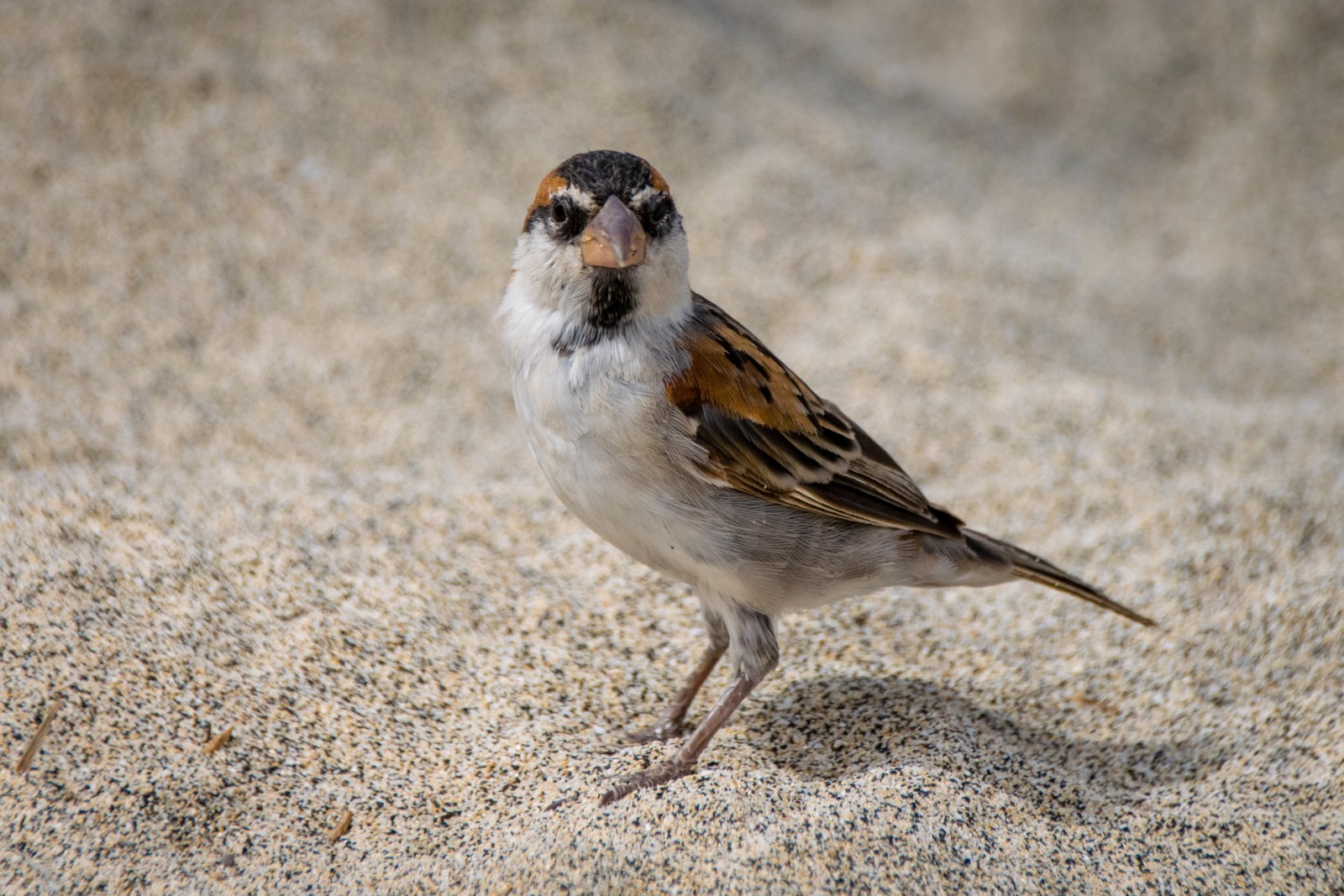 Endemische Vogelarten auf den Kapverden