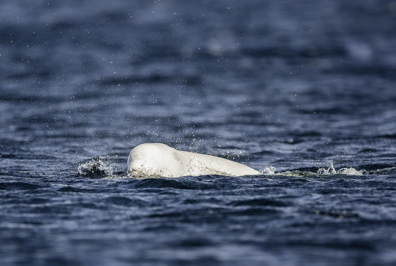 Beloega (Witte dolfijn)