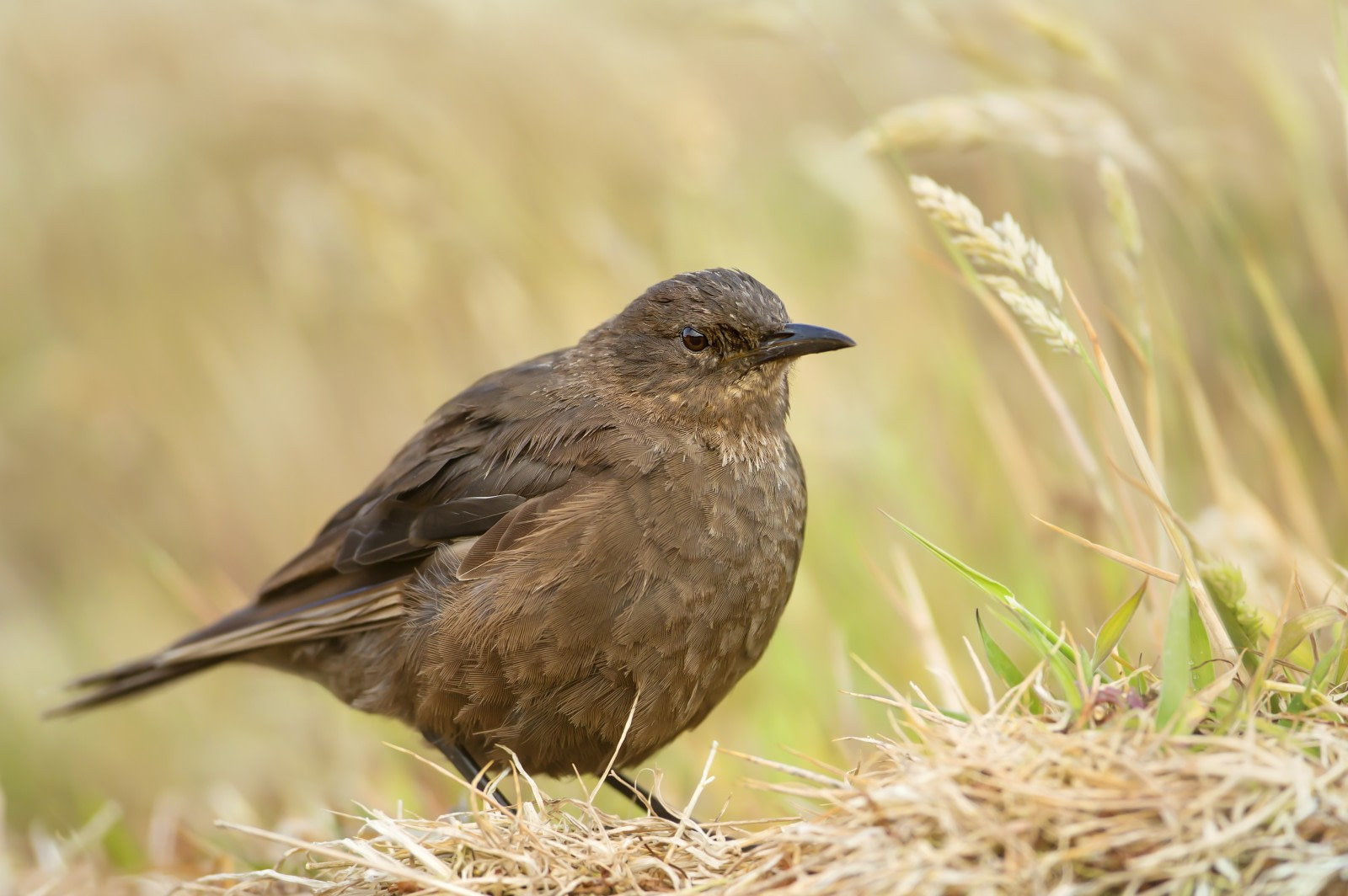 Tussac-bird