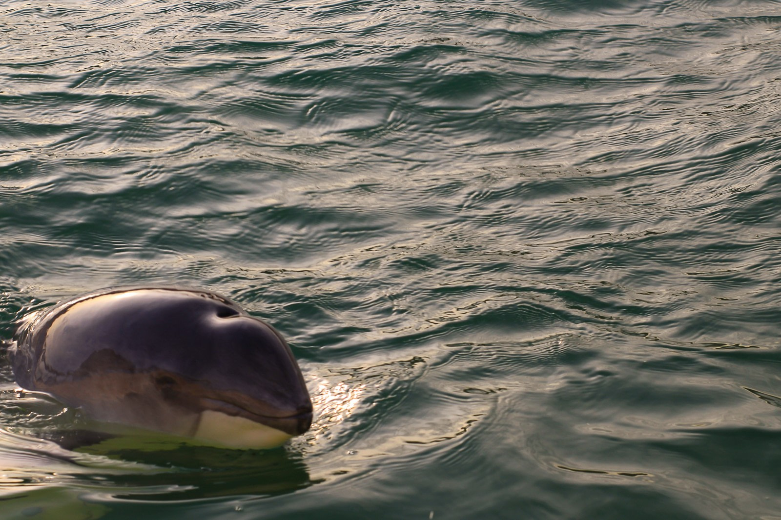 Harbour Porpoise