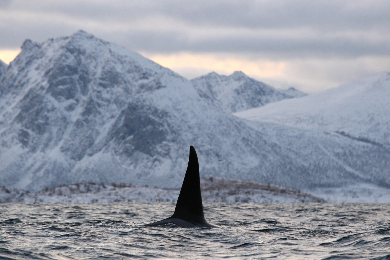 North Norway-Orca2.jpg
