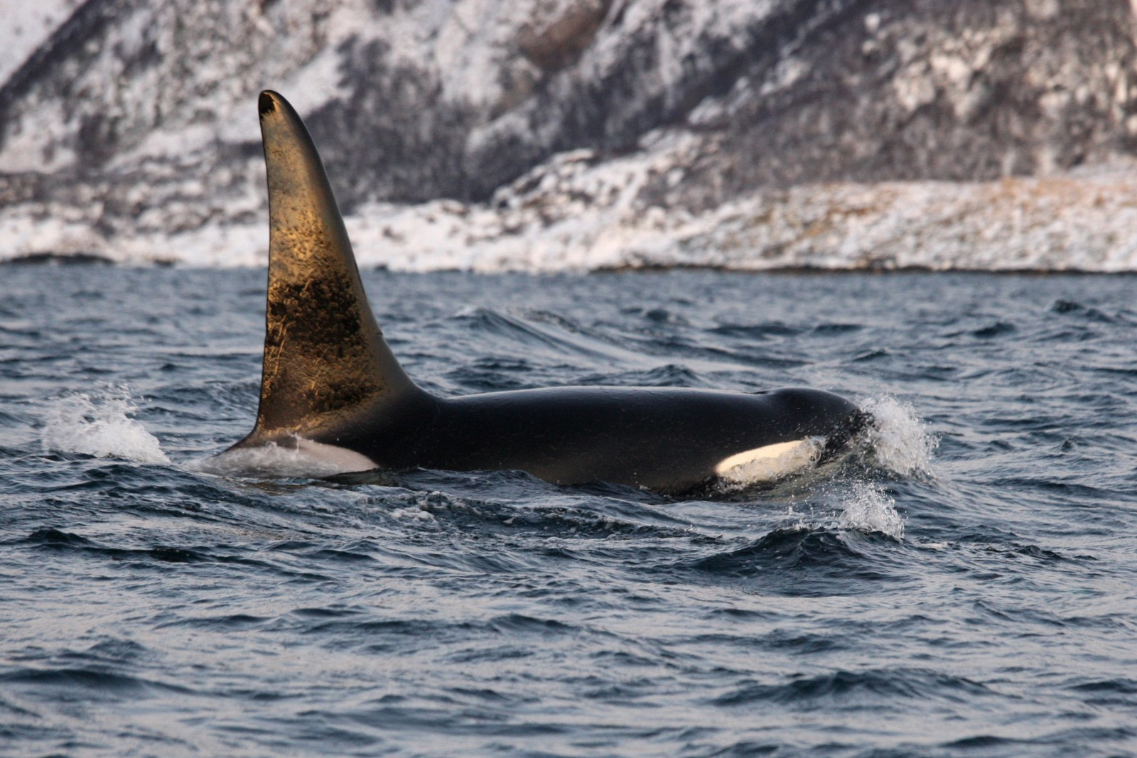 North Norway-Orca.jpg