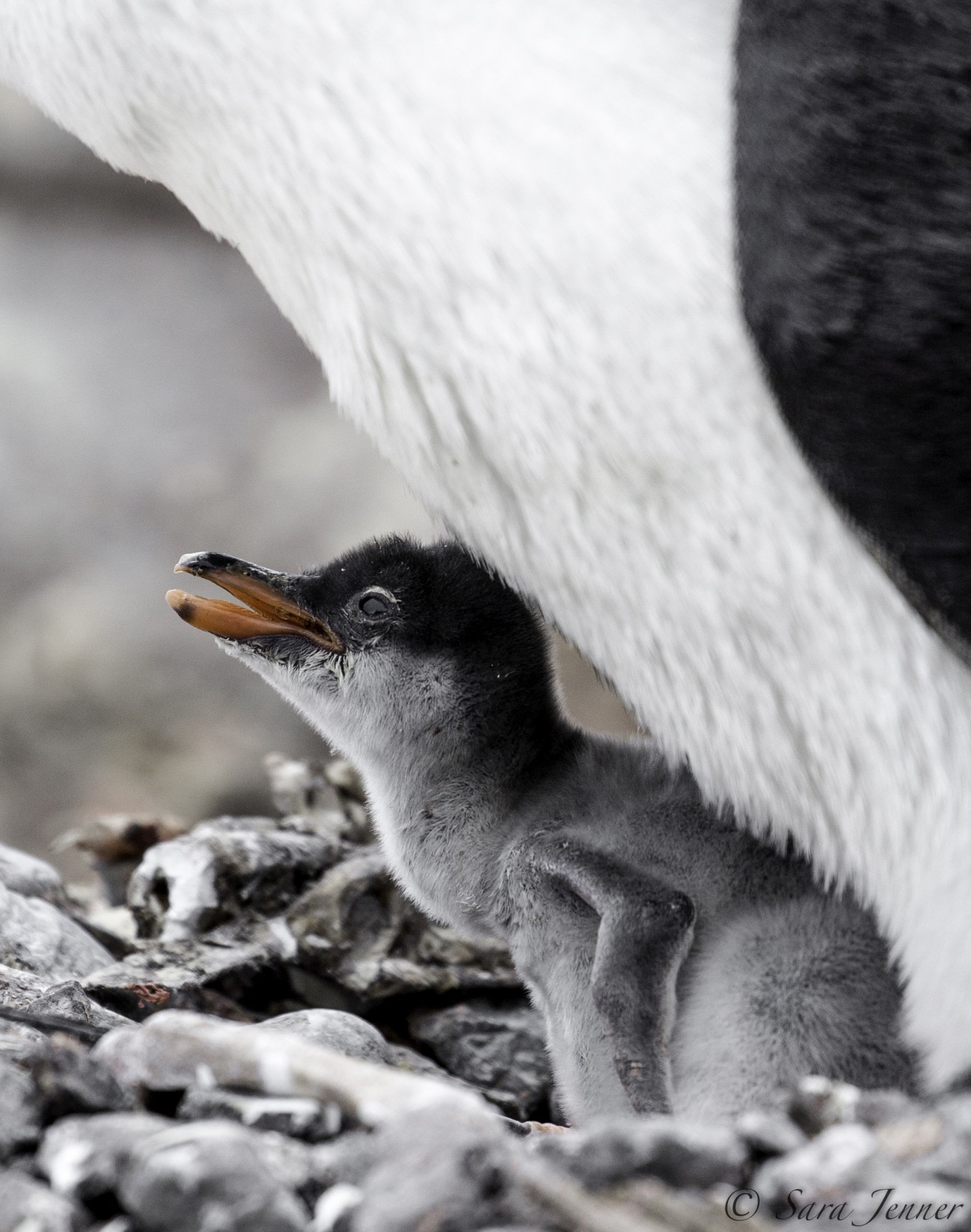 Biologie: Pinguine kennen nur zwei Geschmacksrichtungen - WELT