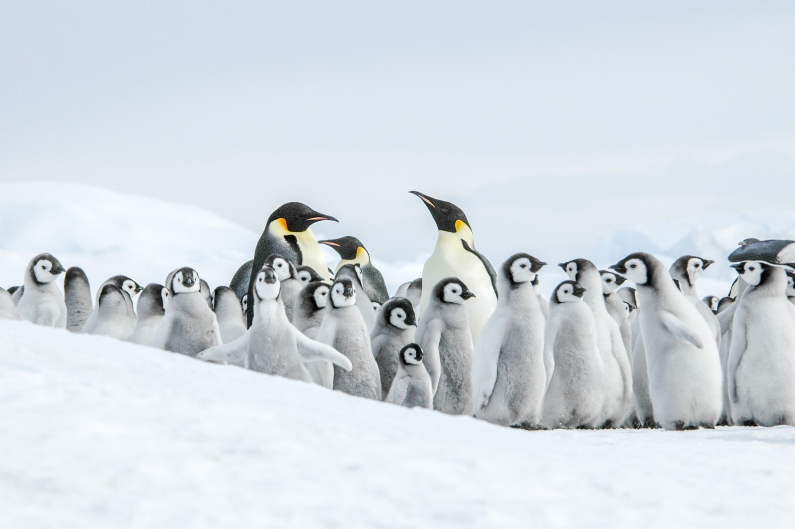 Emperor penguins, Snow Hill Island, Antarctica, Nov © Ilja Reijnen-Oceanwide Expeditions (38).jpg