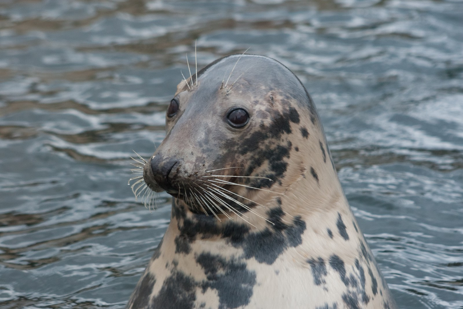 Foca gris