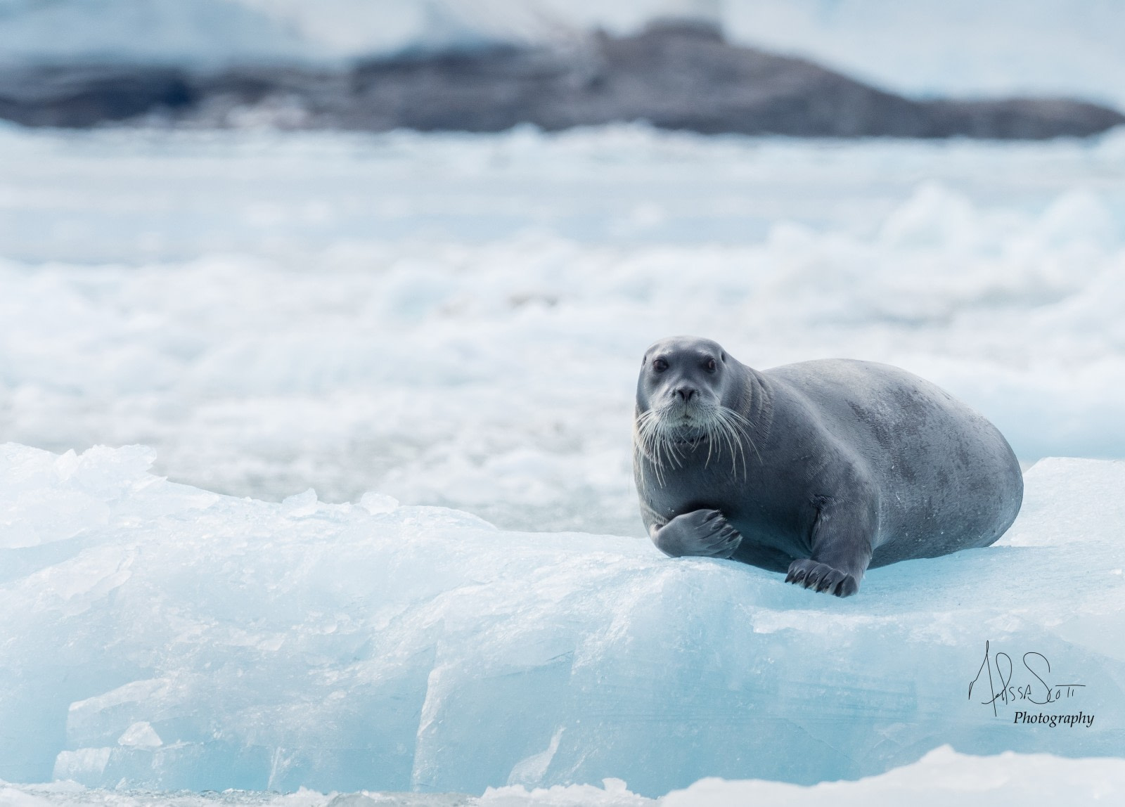 Bearded seal on an ice floe © Melissa Scott - Oceanwide Expeditions