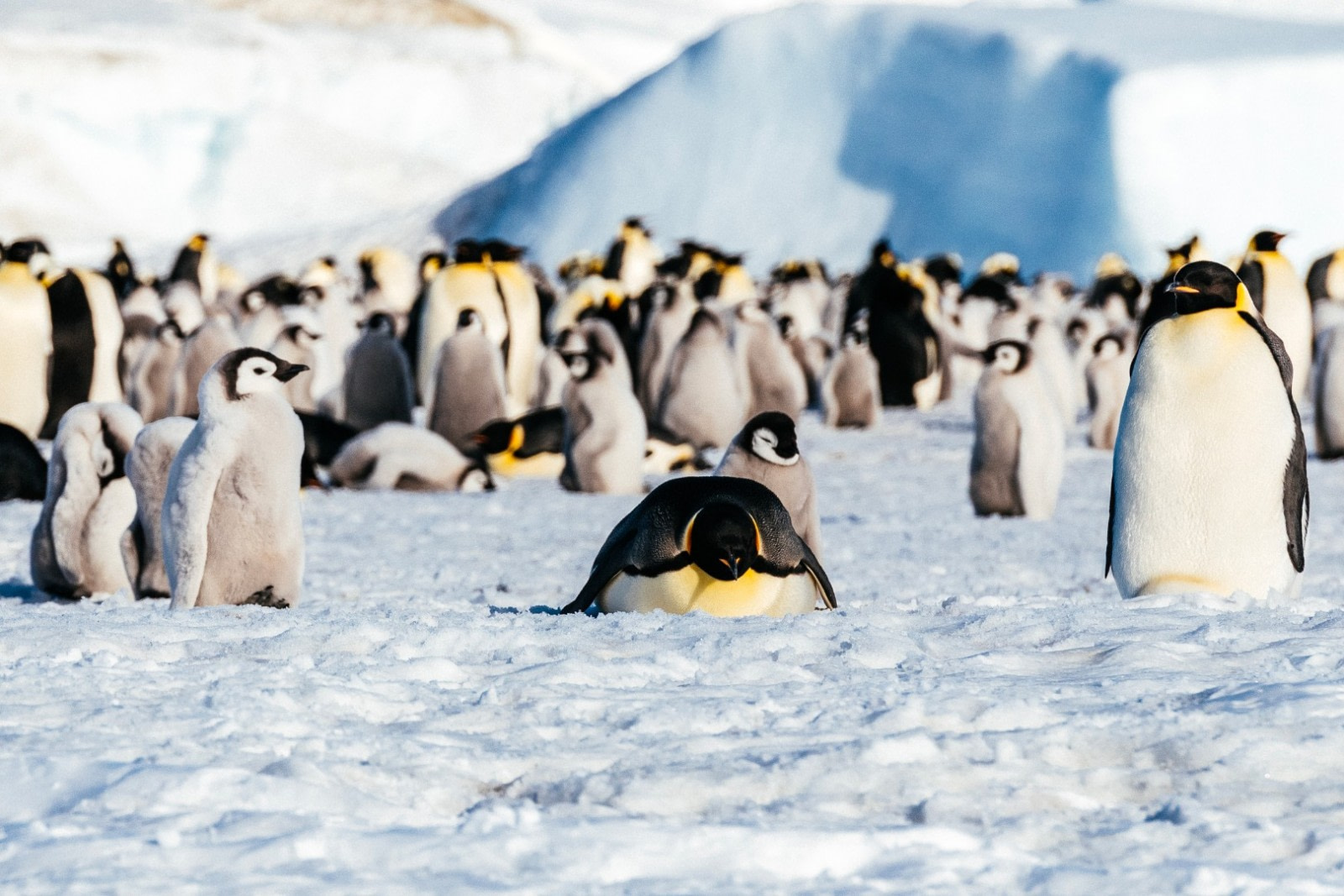 Emperor Penguins & the Weddell Sea