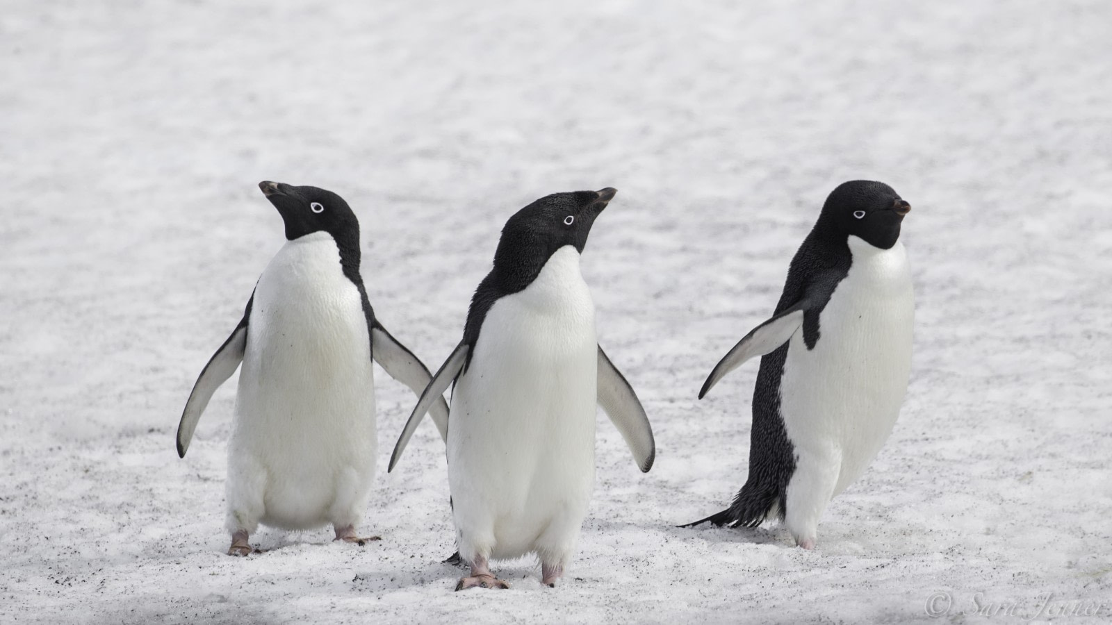 Adelie penguins © Sara Jenner - Oceanwide Expeditions