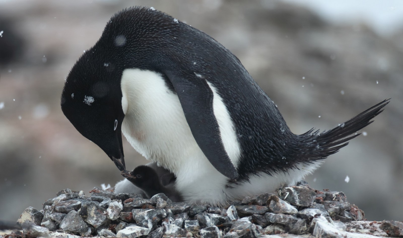 Hds25 19 Trip Log Antarctica Discovery And Learning Voyage