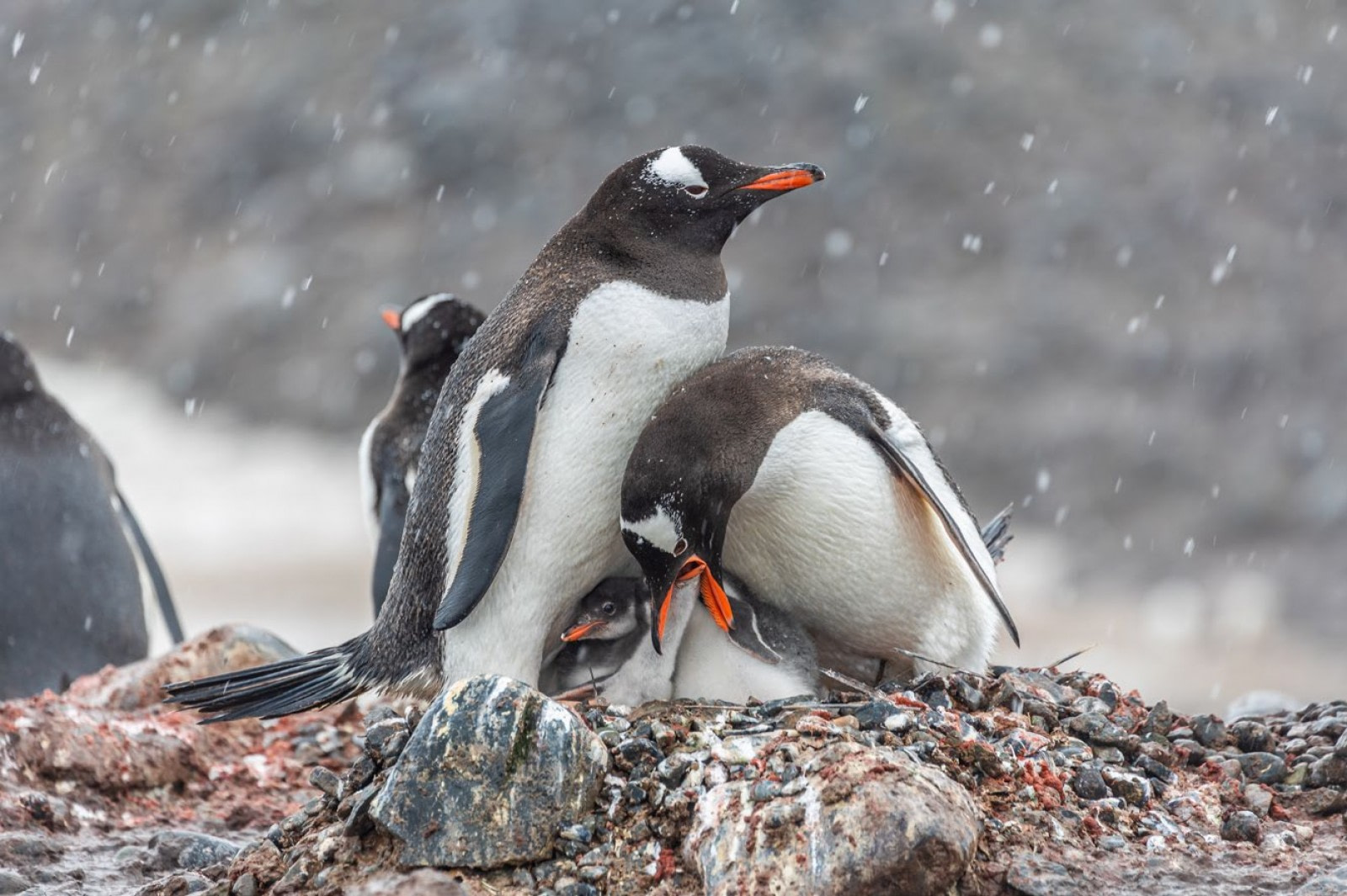 Splash World on X: Be on the lookout for a rogue penguin