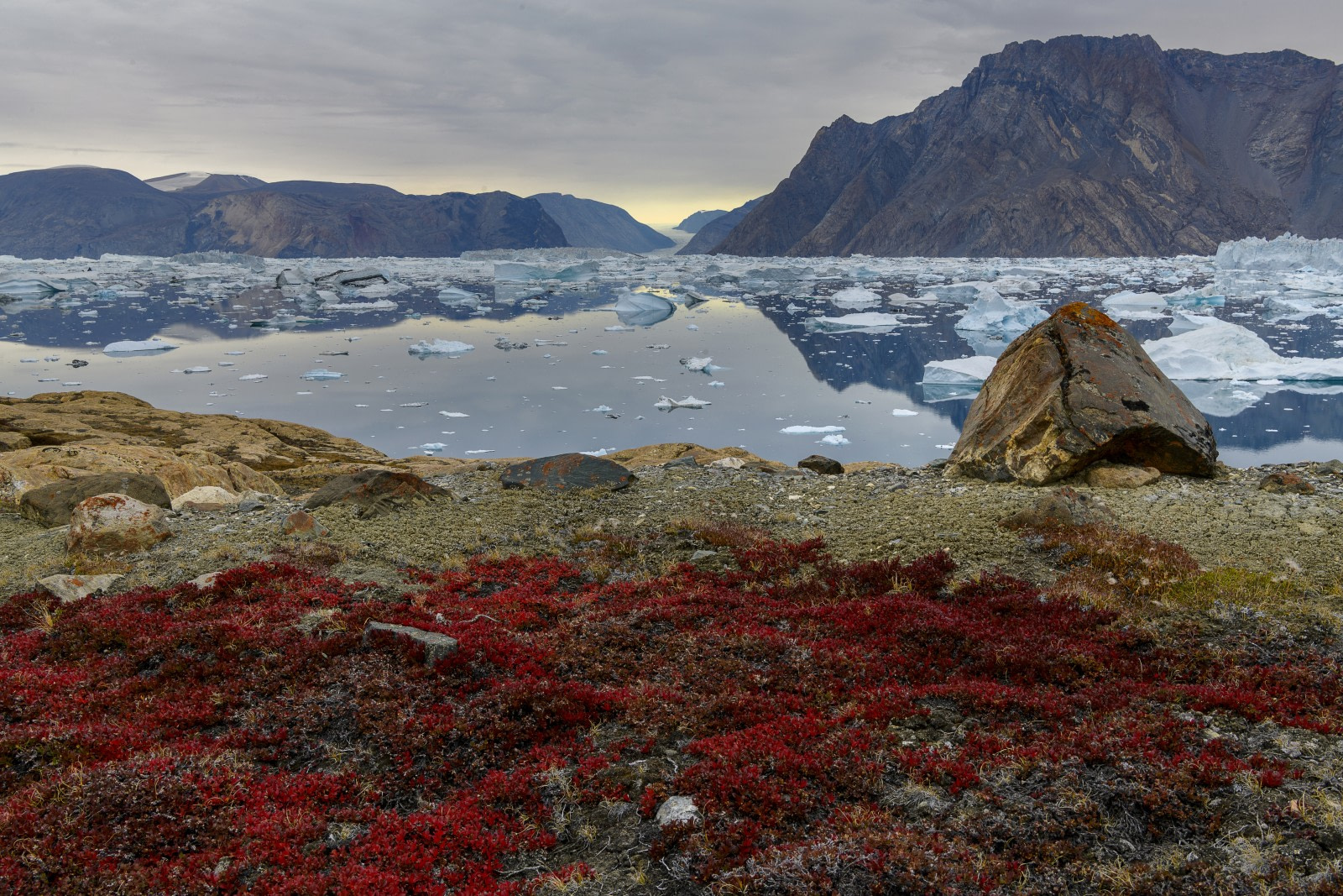 antarctic tundra