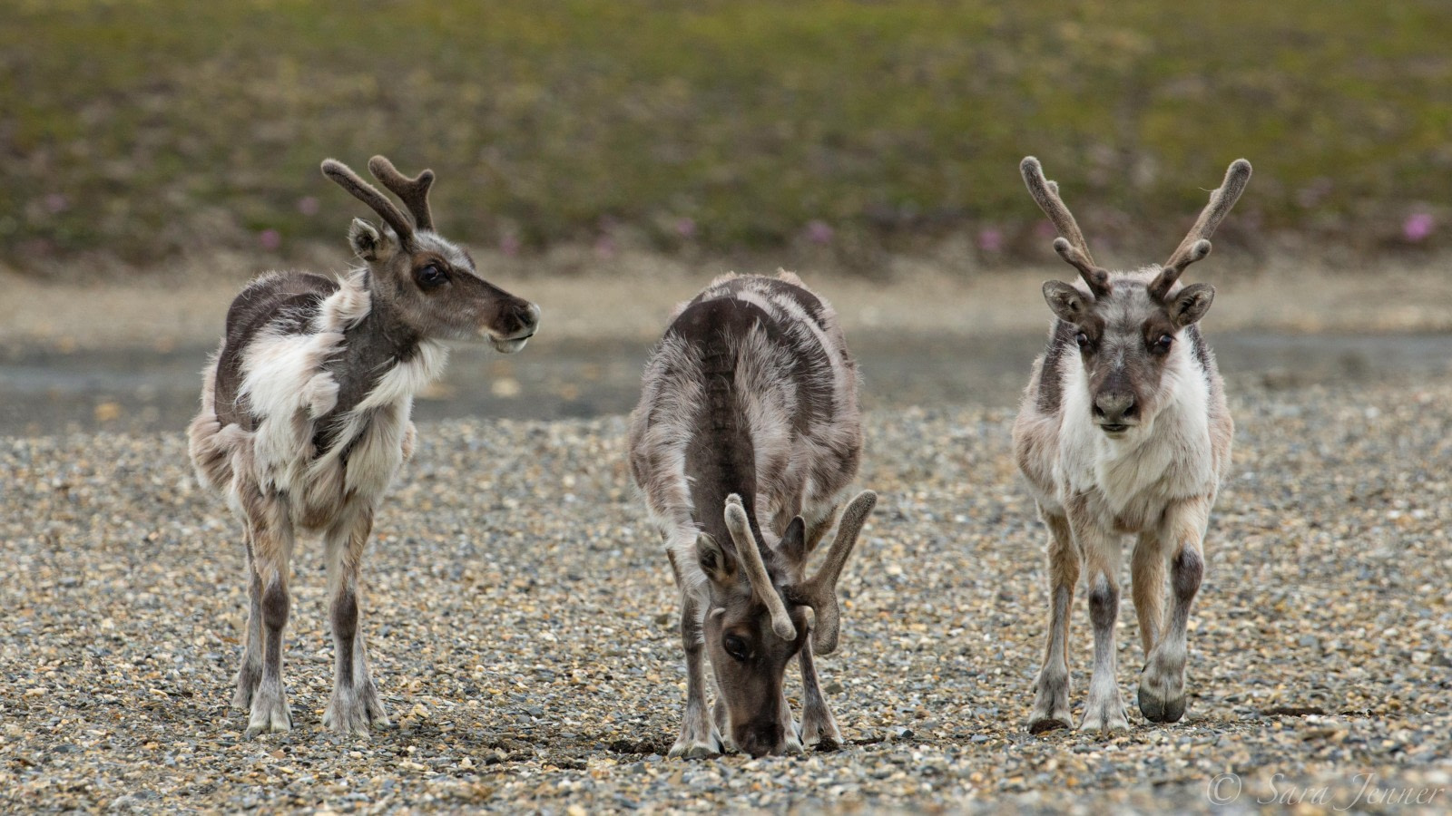 Svalbard reindeer