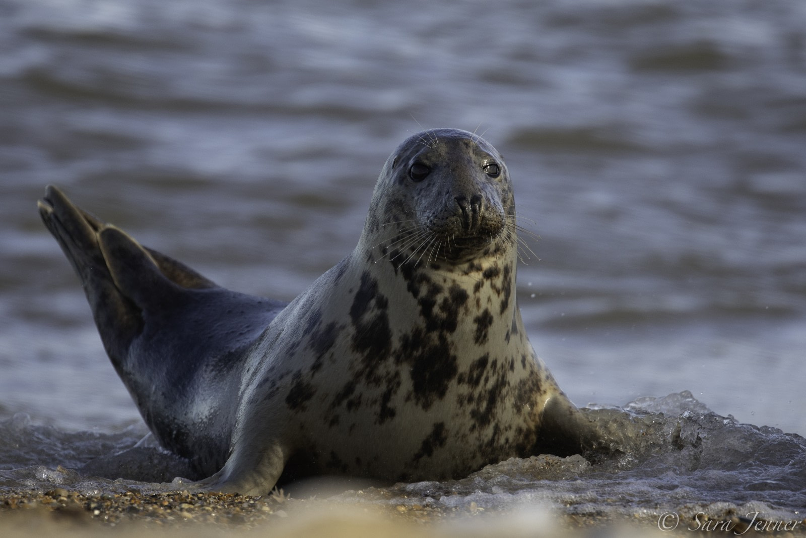 Grey seal on Fair Isle © Sara Jenner - Oceanwide Expeditions (1).jpg