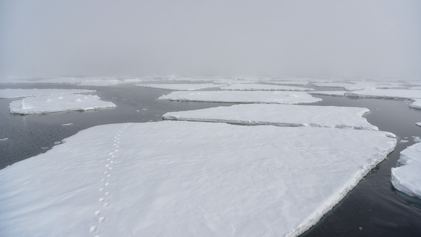Polar bear prints in the Arctic pack ice © Andreas Alexander - Oceanwide Expeditions