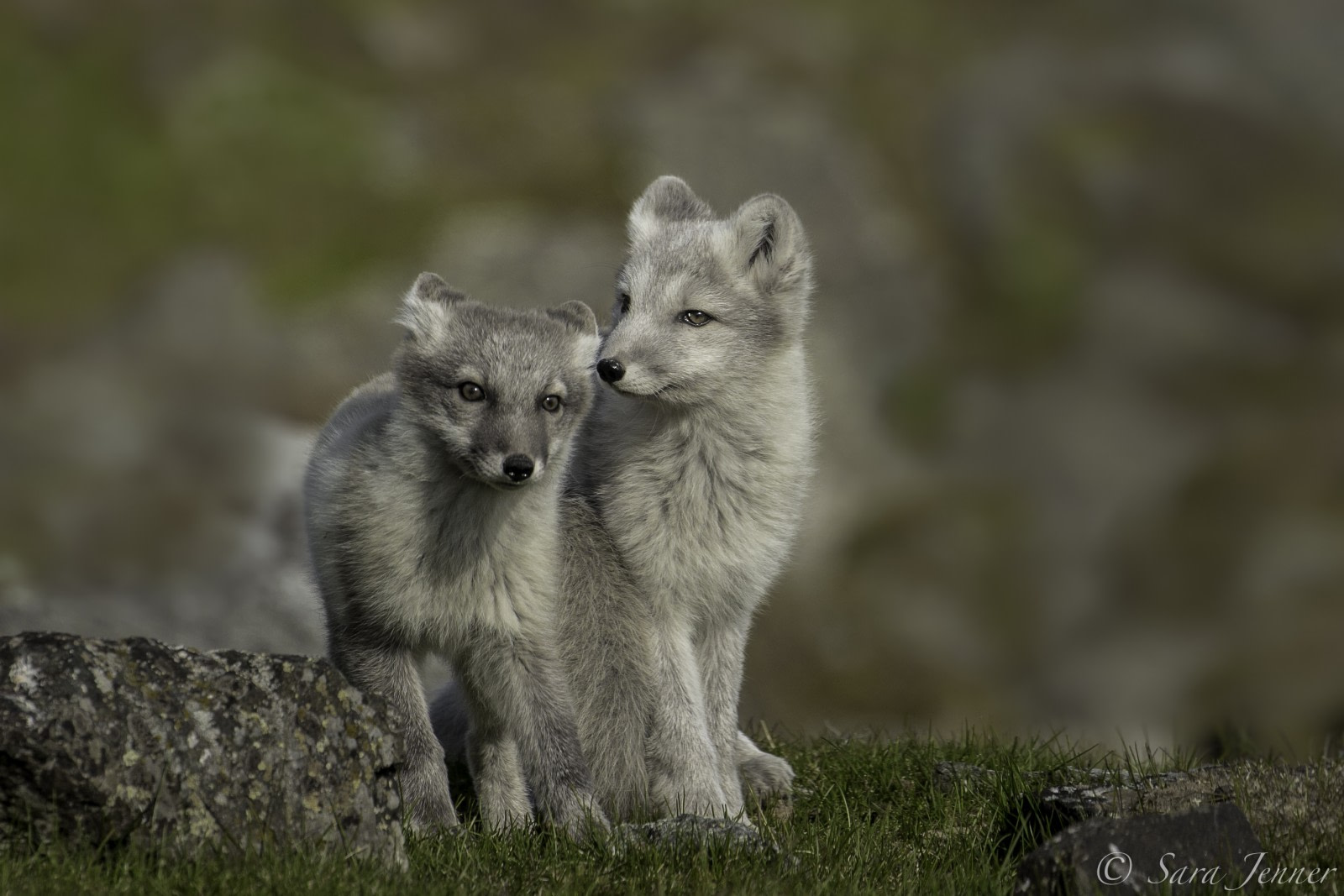 Arctic Fox 1 6x4 © Sara Jenner - Oceanwide Expeditions.jpg