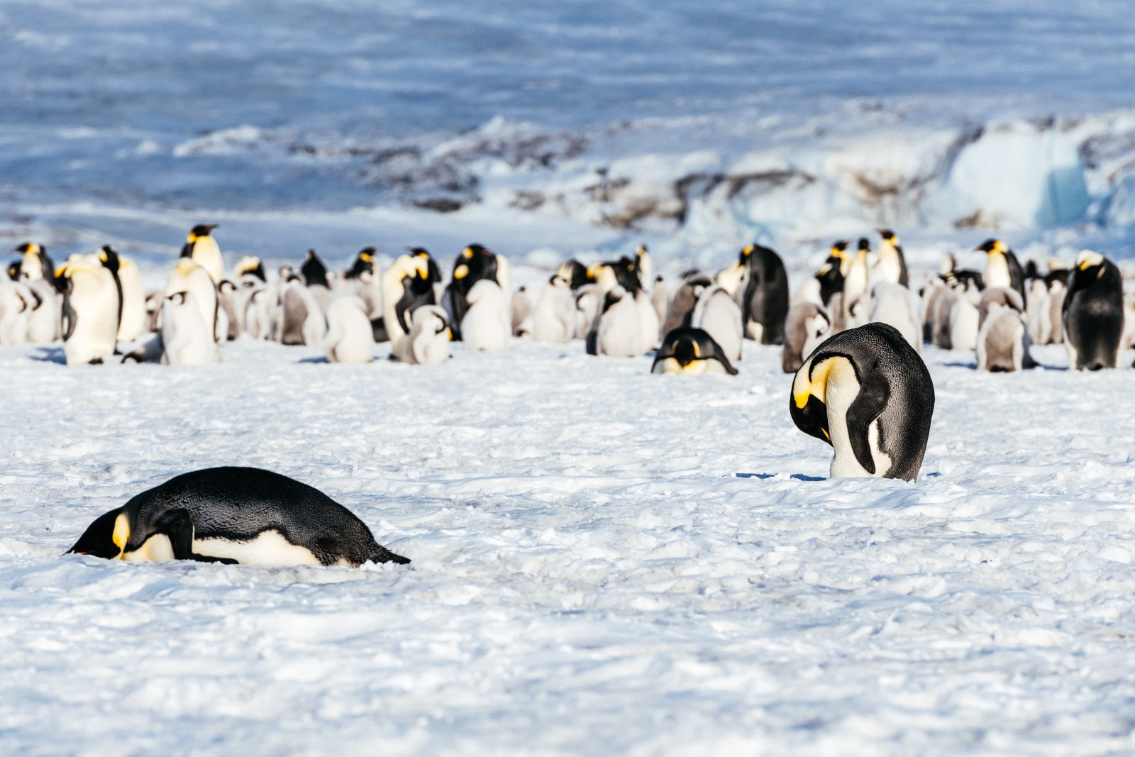 Pingüino Emperador