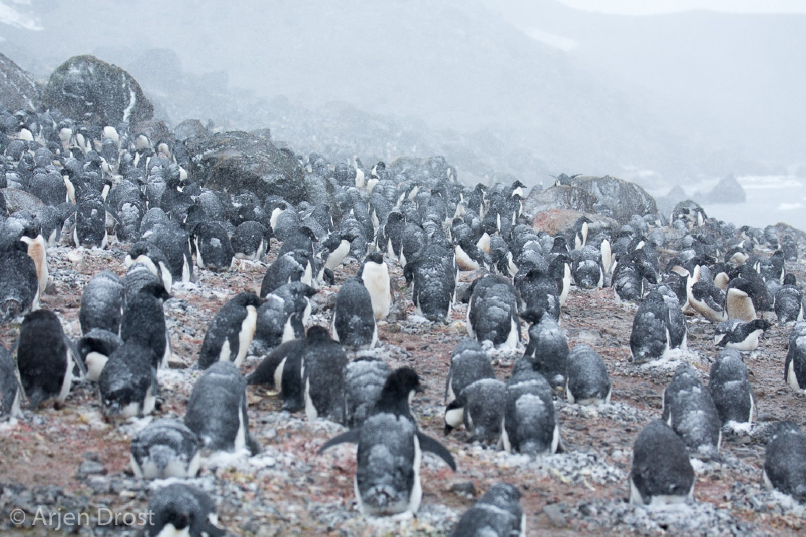 Adelie penguins, Kinnes Cove © Arjen Drost, Natureview - Oceanwide Expeditions.jpg