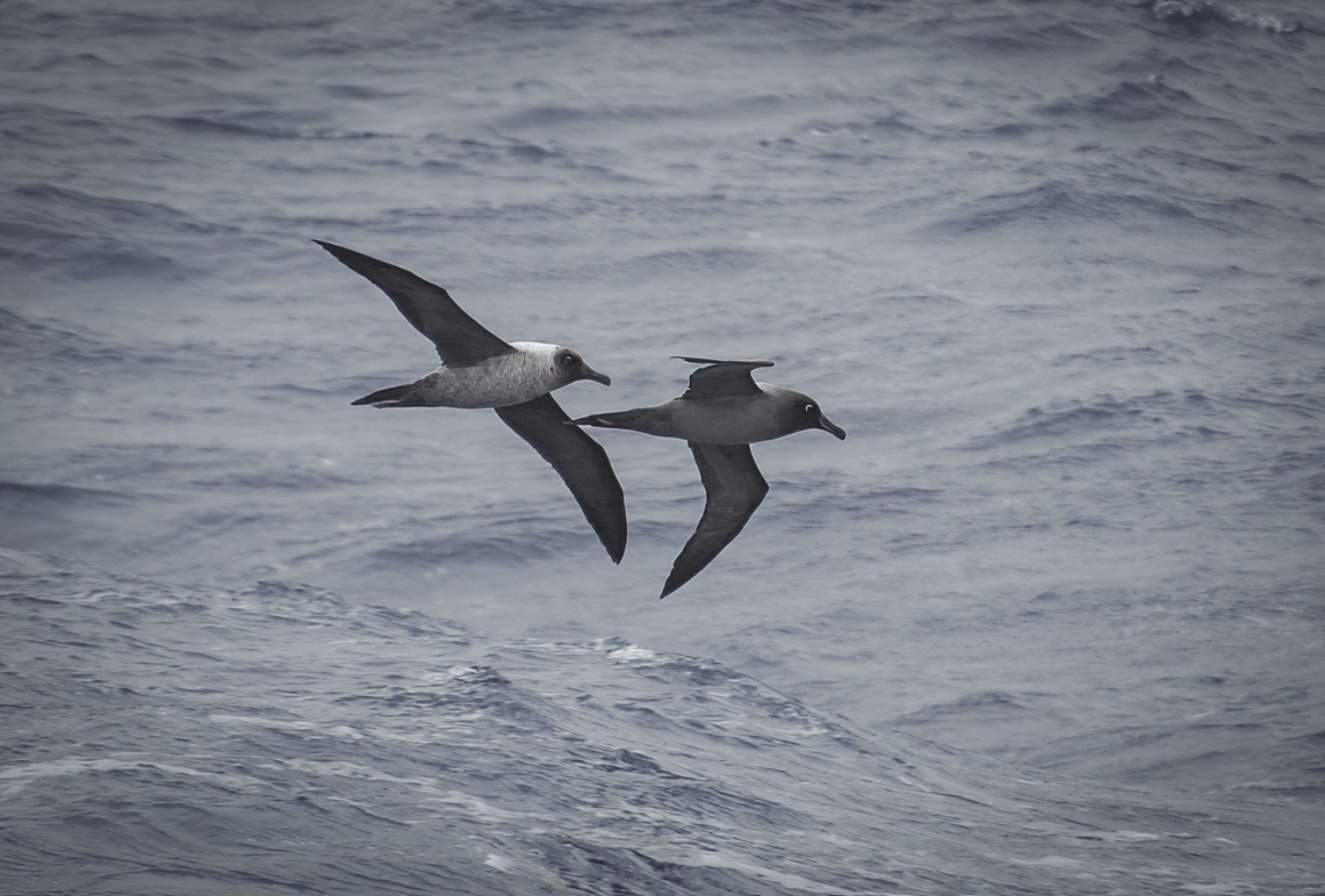 Light-mantled Albatross