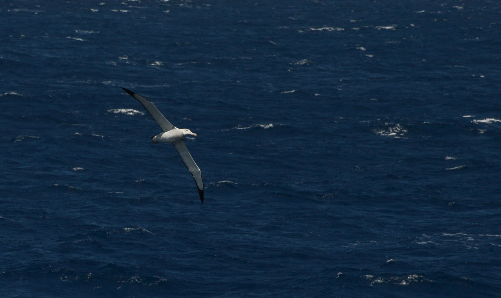 wandering albatross photographer