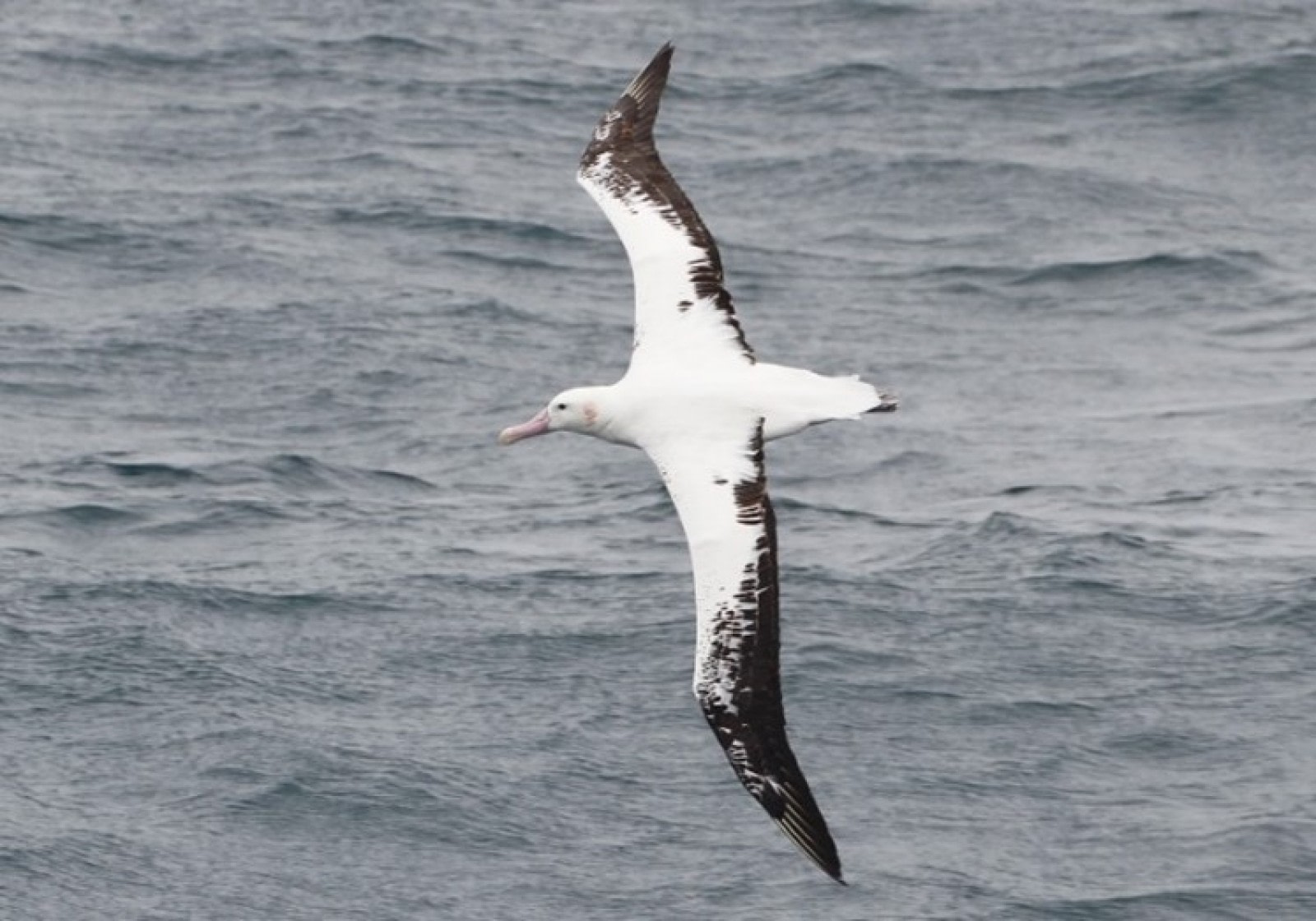 wandering albatross photographer