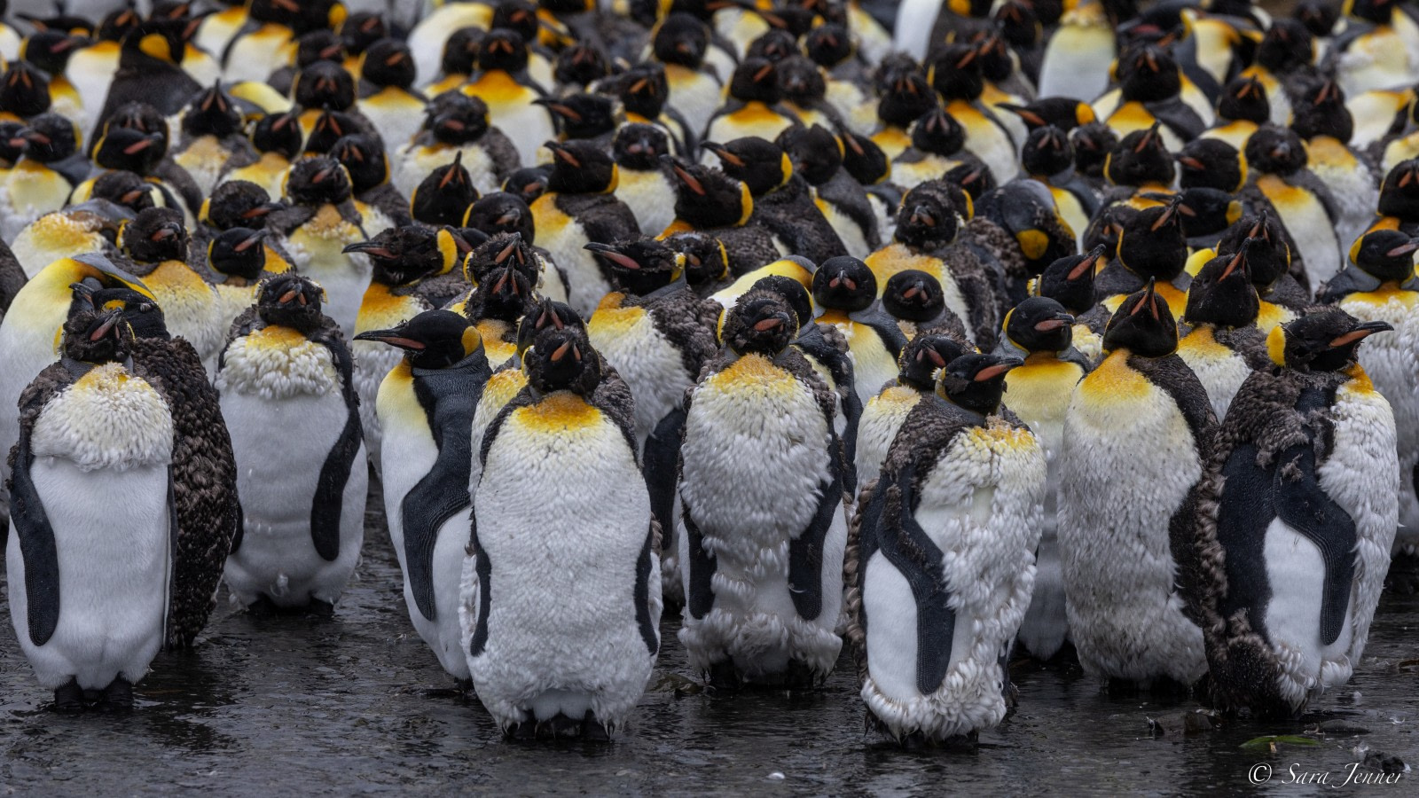 Why Did Penguins Stop Flying? The Answer Is Evolutionary