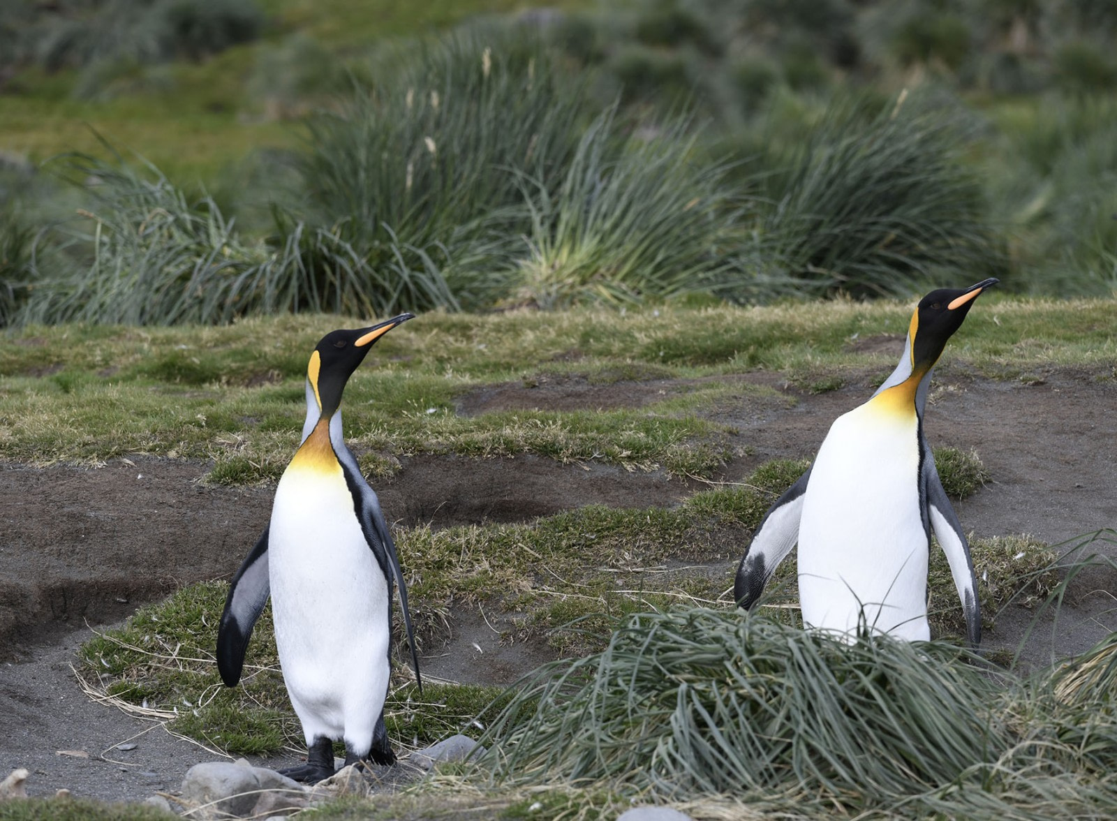 Trip log | HDS26-23, Falkland Islands - South Georgia - Antarctica