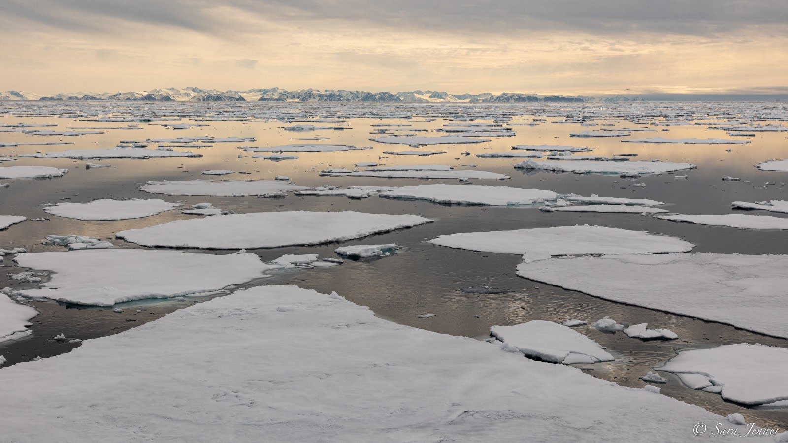 Video Shows Polar Bear Spreading Its Legs To Cross Thin Ice