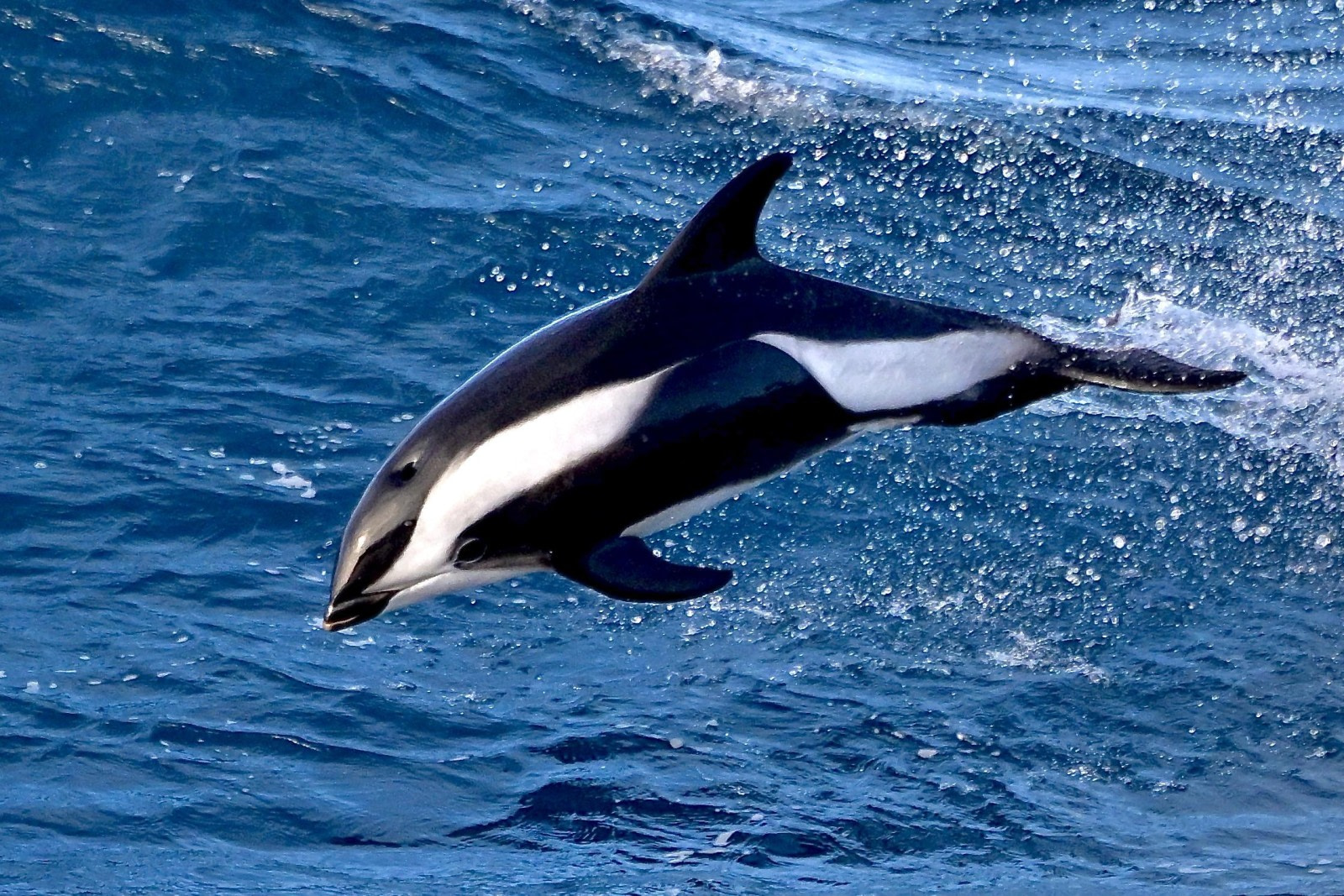 Sanduhr-Delfin