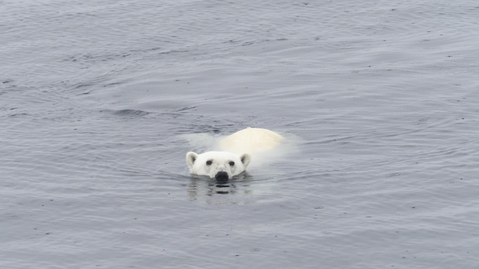 Trip log | PLA11-24 | Spitsbergen - Northeast Greenland Trip log | PLA11-24 | Spitsbergen - Northeast Greenland