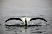Bowhead Whale © Amos Nachoum - Oceanwide Expeditions