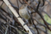 Cape Verde Warbler © Bernard Sonnerat - Oceanwide Expeditions