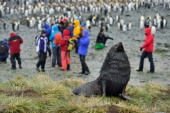 Fur Seal, King Penguins, Right Whale Bay, South Georgia, November © Martin van Lokven-Oceanwide Expeditions (1).jpg