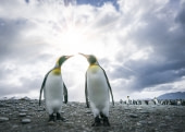 Falklands, South Georgia, Ant Peninsula © Fotografie Dietmar Denger-Oceanwide Expeditions96.jpg