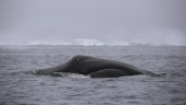Bowhead whale © Sara Jenner - Oceanwide Expeditions
