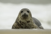 Grey seal on Fair Isle © Sara Jenner - Oceanwide Expeditions.jpg