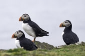 Puffins on Fair Isle © Sara Jenner - Oceanwide Expeditions (1).jpg