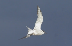 Observación de aves