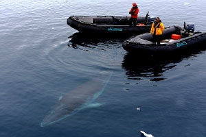 Workshop Sounds of whales and seals