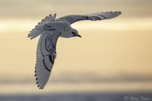 Observación de aves