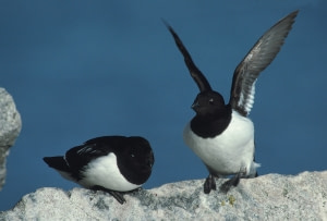 The Birds of Jan Mayen