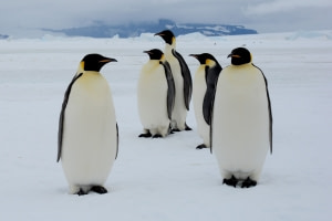 Auf der Suche der Kaiserpinguine