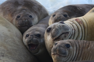 Southern Elephant Seal