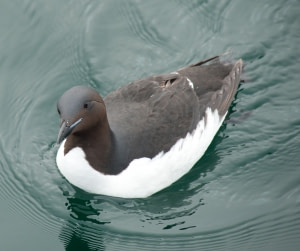 Brünnich's Guillemot