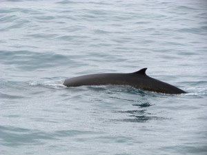 Ballena de aleta