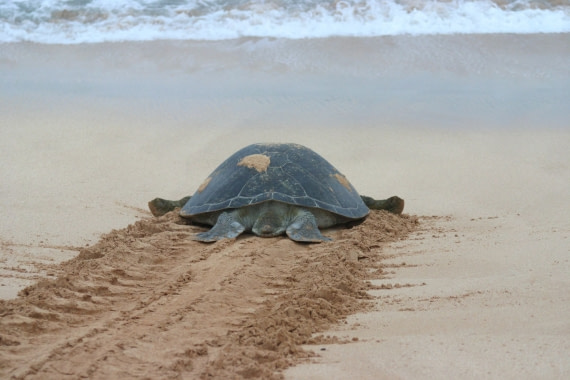 green sea turtle predators