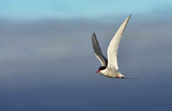 antarctica cruise with helicopter